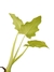 Philodendron warszewiczii 'Aurea' P - comprar online