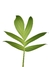 Rhaphidophora decursiva - comprar online