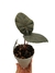 Alocasia arifolia
