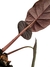 Alocasia arifolia - Folhas Raras