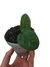 Anthurium radicans