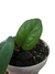 Anthurium radicans - comprar online