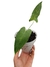 Anthurium longissimilobum - comprar online