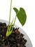 Anthurium longissimilobum na internet