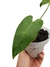 Anthurium longissimilobum