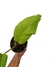 Philodendron rugapetiolatum