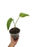 Philodendron rugapetiolatum - comprar online