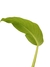 Philodendron rugapetiolatum na internet