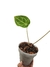 Anthurium crystallinum X Anthurium forgetii - comprar online