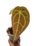 Anthurium crystallinum X Anthurium forgetii