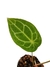 Anthurium crystallinum X Anthurium forgetii na internet