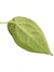 Anthurium crystallinum X Anthurium forgetii - Folhas Raras