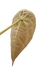 Anthurium crystallinum X Anthurium forgetii - loja online