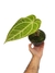 Anthurium crystallinum X magnificum M - comprar online