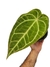 Anthurium crystallinum X magnificum M