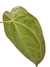Anthurium crystallinum X magnificum M na internet