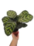 Goeppertia makoyana (Calathea makoyana)