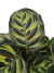 Goeppertia makoyana (Calathea makoyana) - comprar online