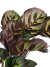 Goeppertia makoyana (Calathea makoyana) na internet