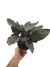 Calathea ornata