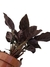 Calathea ornata na internet