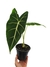 Alocasia 'Frydek' M