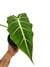 Alocasia 'Frydek' M na internet