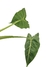 Alocasia 'Frydek' M - comprar online