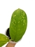 Dieffenbachia parlatorei - comprar online