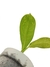 Dieffenbachia parlatorei na internet