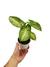 Syngonium 'Pixie'