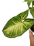 Syngonium 'Pixie' - comprar online
