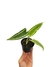 Schismatoglottis wallichii