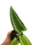 Schismatoglottis wallichii - comprar online