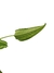 Schismatoglottis wallichii na internet