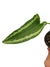Schismatoglottis wallichii - Folhas Raras