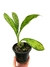 Dieffenbachia 'Crocodilo'