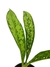 Dieffenbachia 'Crocodilo' - comprar online