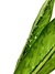 Dieffenbachia 'Crocodilo' - Folhas Raras
