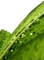 Dieffenbachia 'Crocodilo' na internet