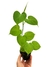 Philodendron fibraecataphyllum