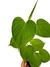 Philodendron fibraecataphyllum - comprar online