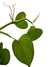 Philodendron fibraecataphyllum na internet