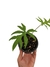 Alocasia brancifolia (médio) - Folhas Raras