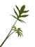 Alocasia brancifolia (médio) - comprar online