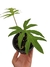 Alocasia brancifolia (médio)
