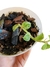Rhaphidophora hongkongensis 'Mint' - comprar online