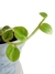 Rhaphidophora hongkongensis 'Mint' - loja online