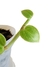 Imagem do Rhaphidophora hongkongensis 'Mint'