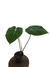 Philodendron gloriosum G